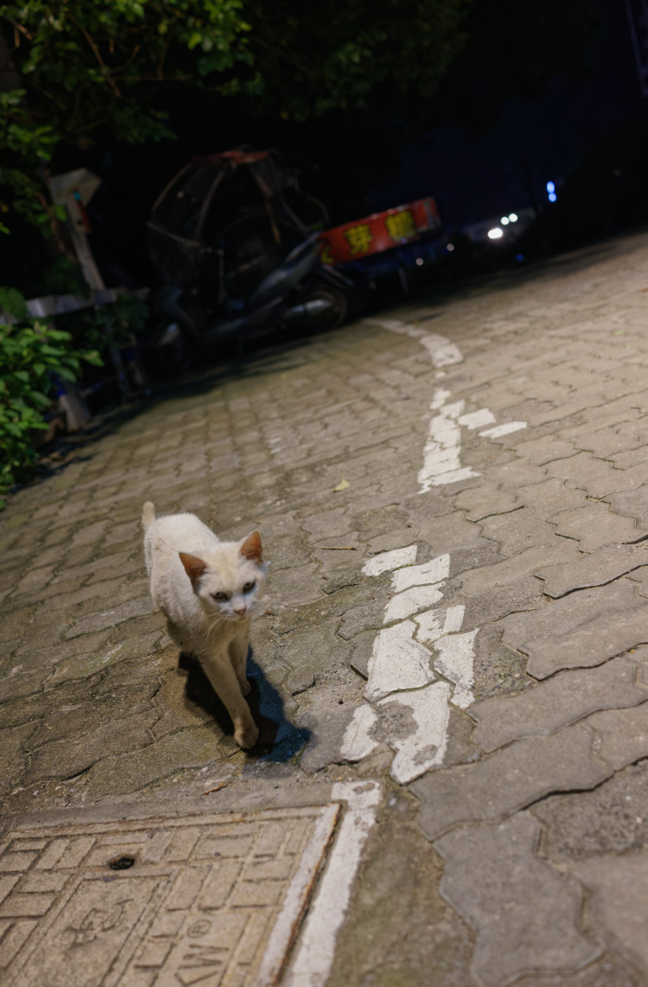 路上偶遇一只猫。