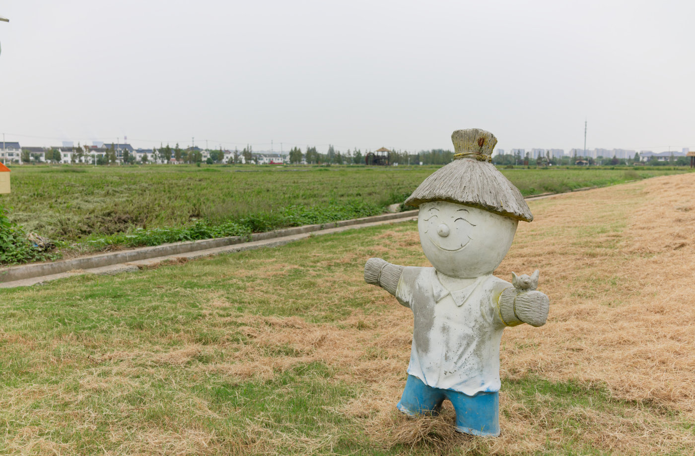 稻田旁的“稻草人”