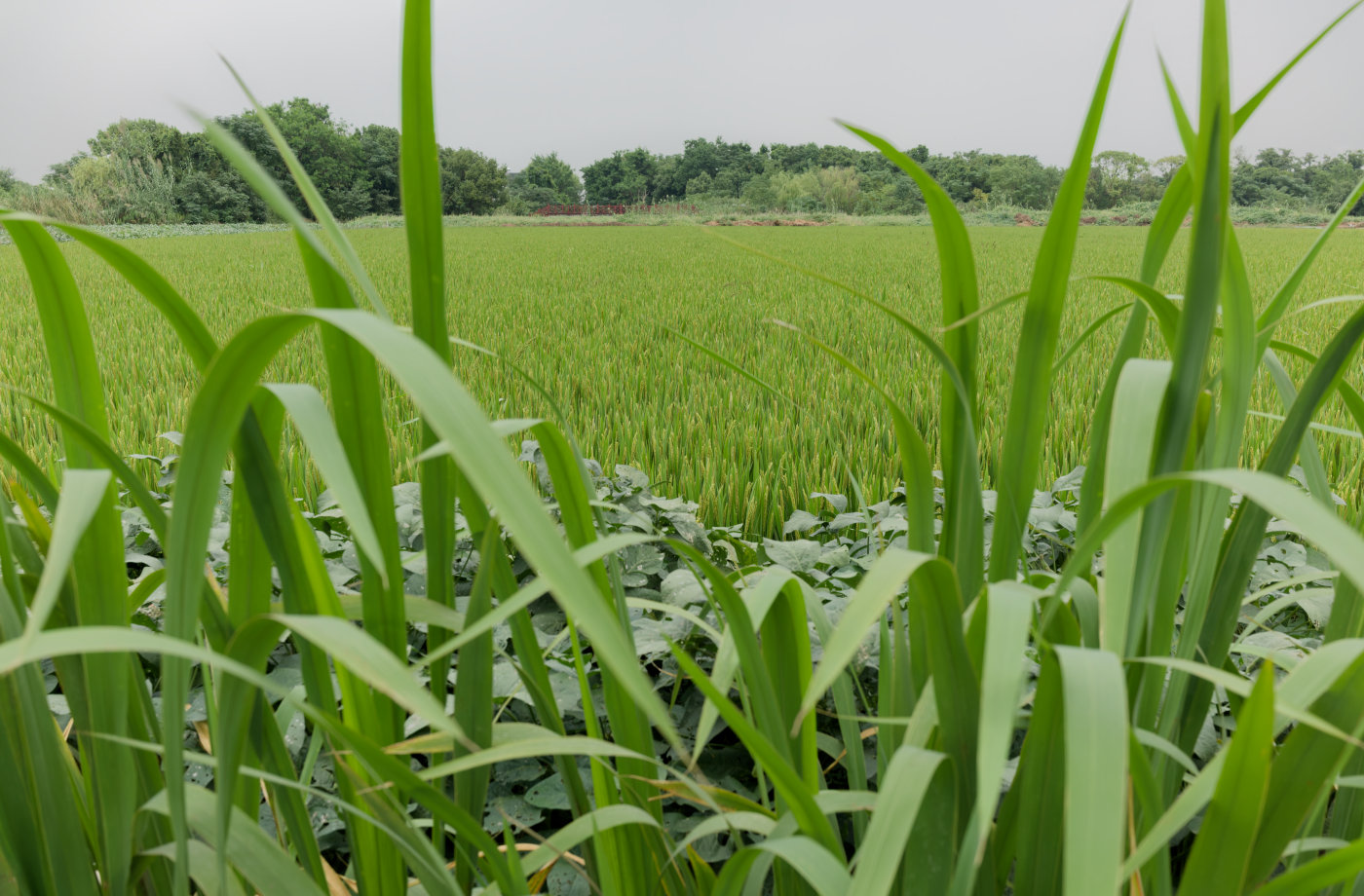 绿油油的稻田