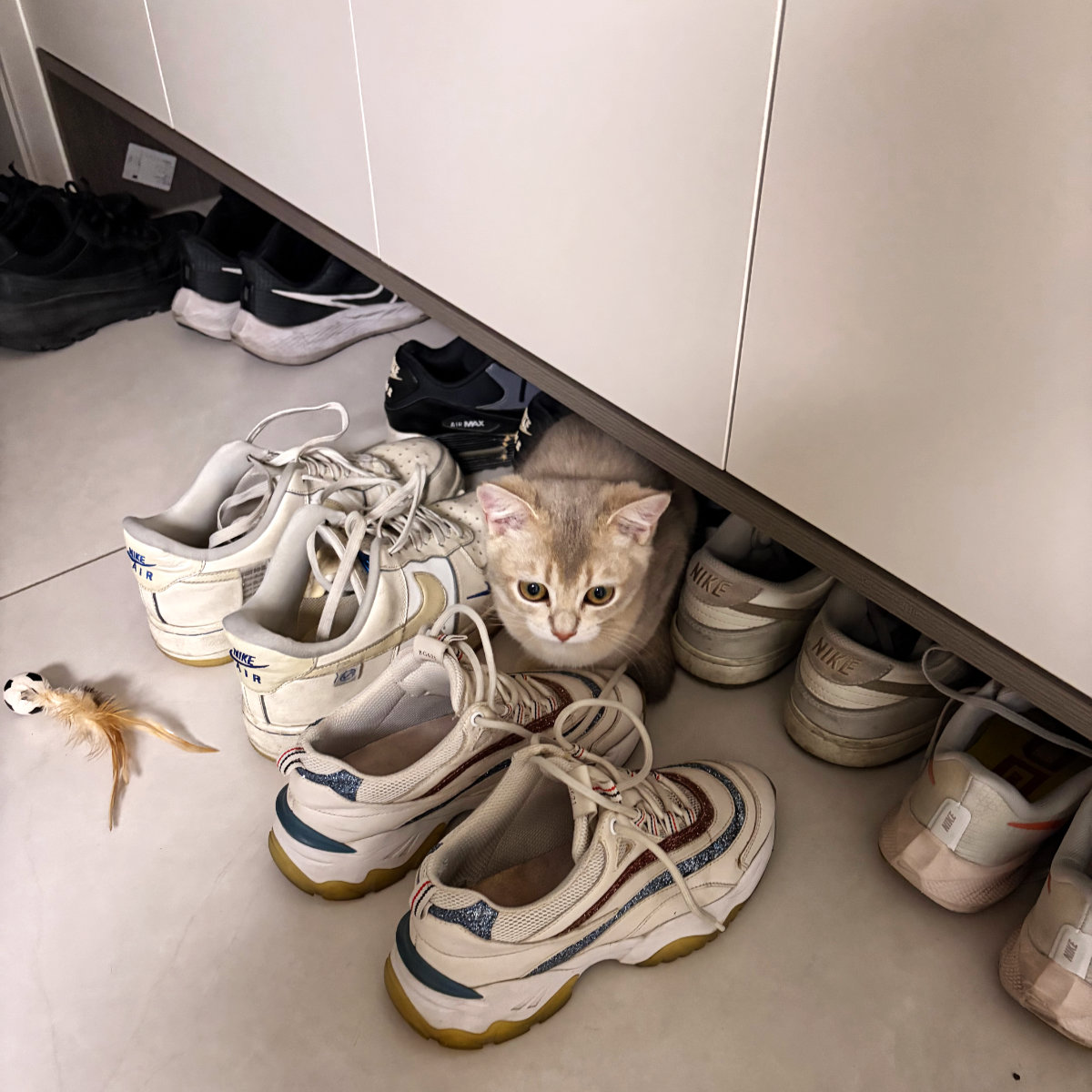 不明白它为何喜欢待在臭鞋子中间