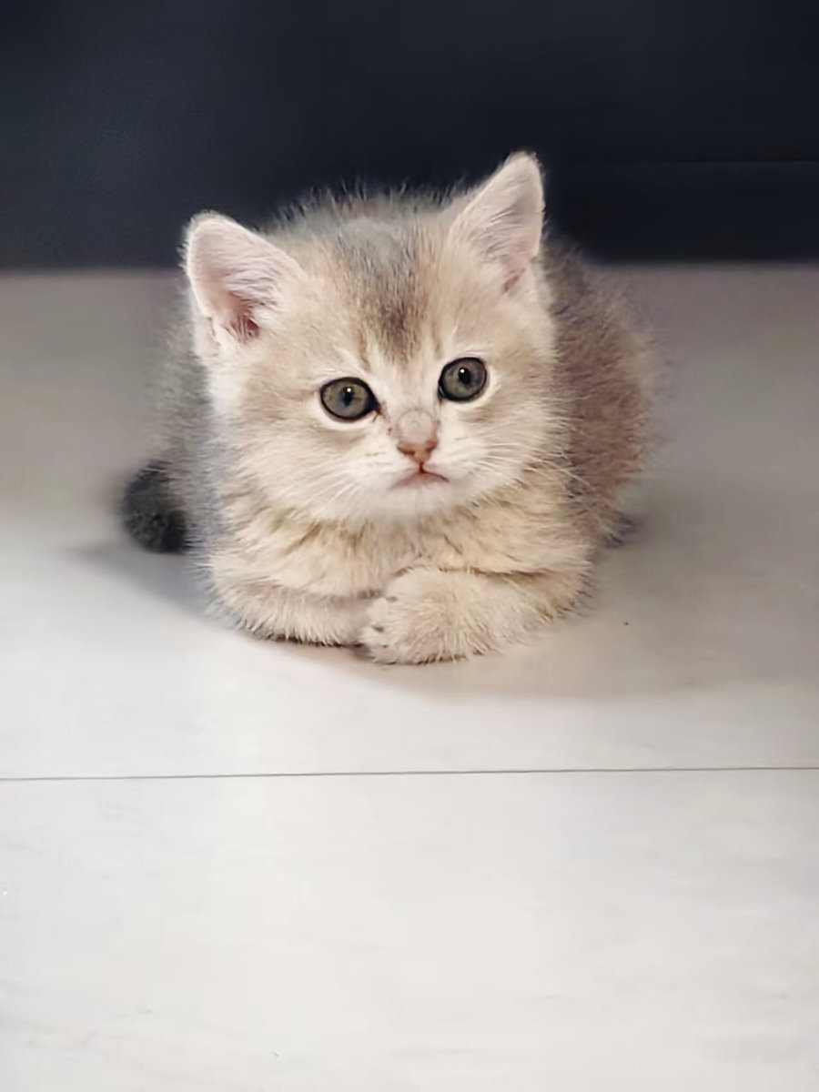 圆圆照片1