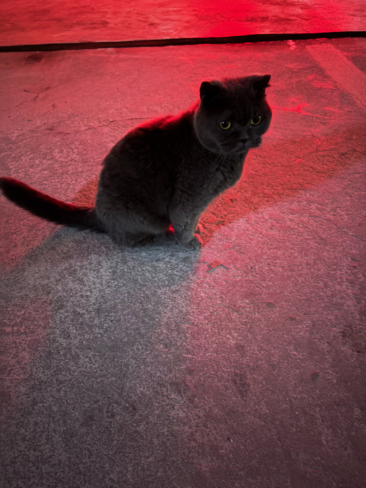 Abandoned Cat in Red Car Taillight Reflection.